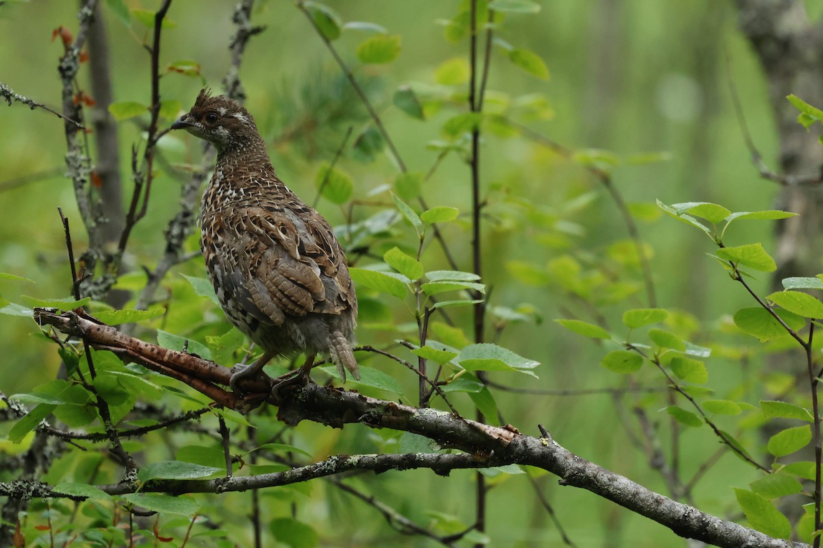 Hazel Grouse - ML639978194