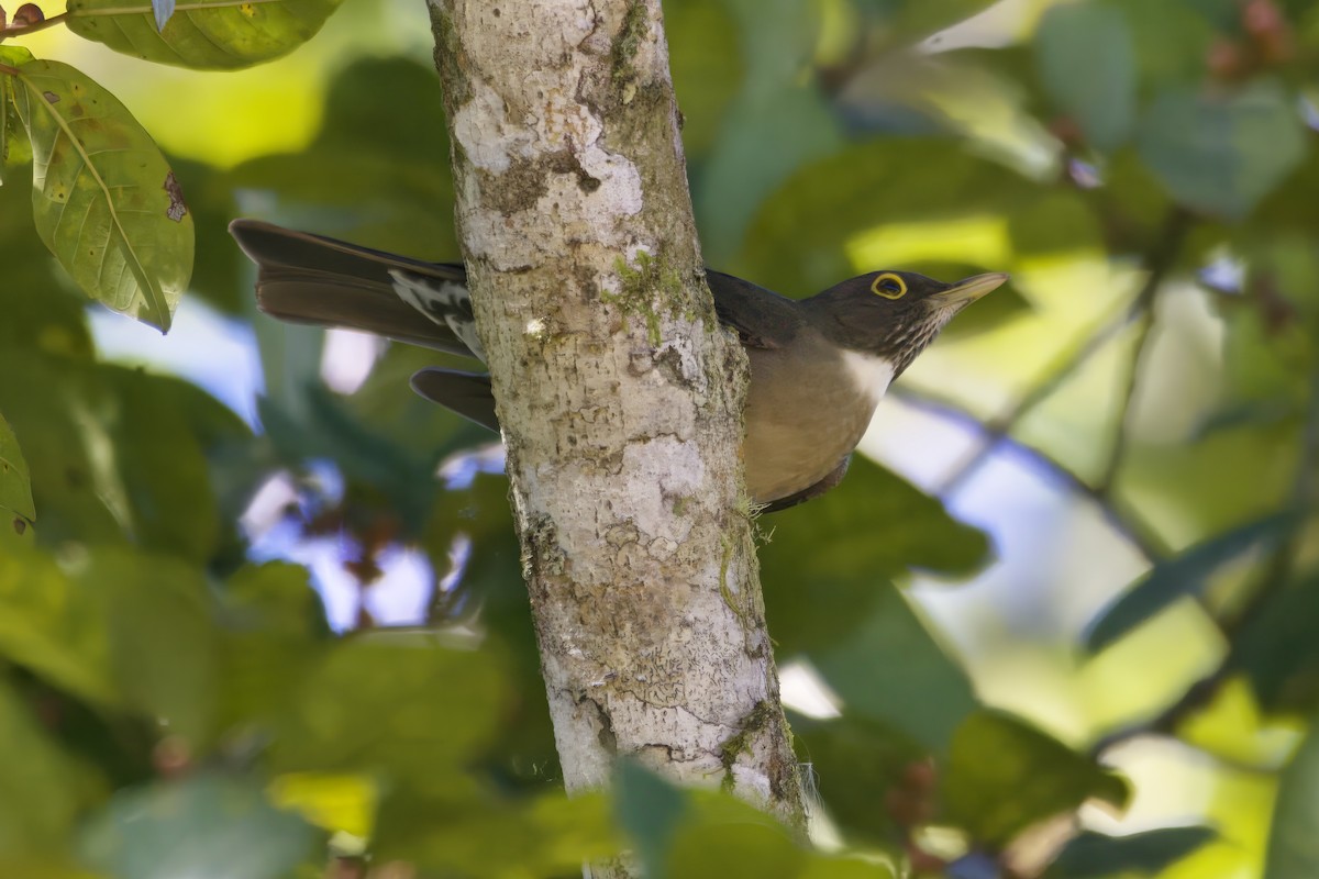 White-throated Thrush - ML639978198