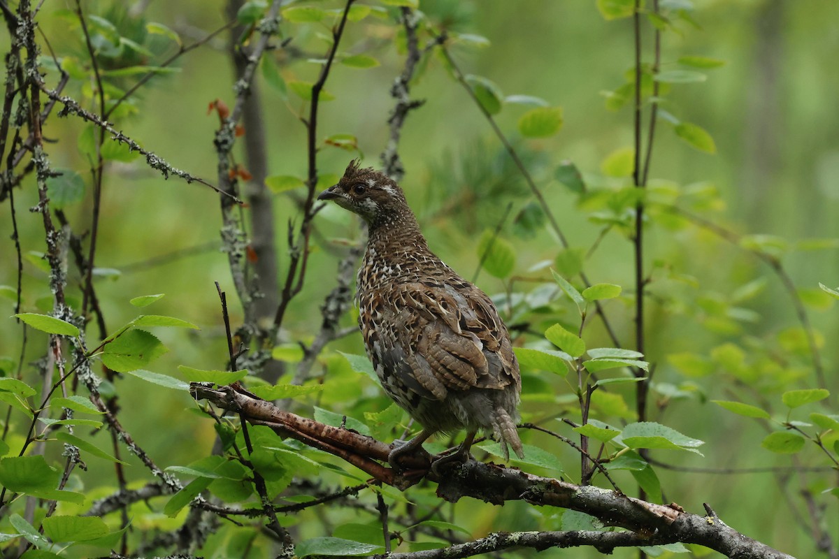 Hazel Grouse - ML639978202