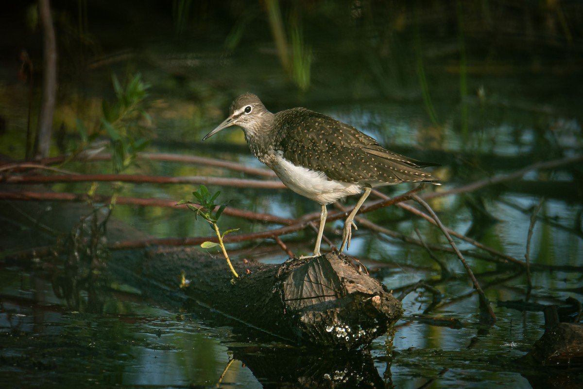 Green Sandpiper - ML639978231