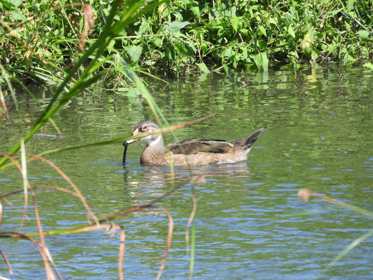Wood Duck - ML639978279