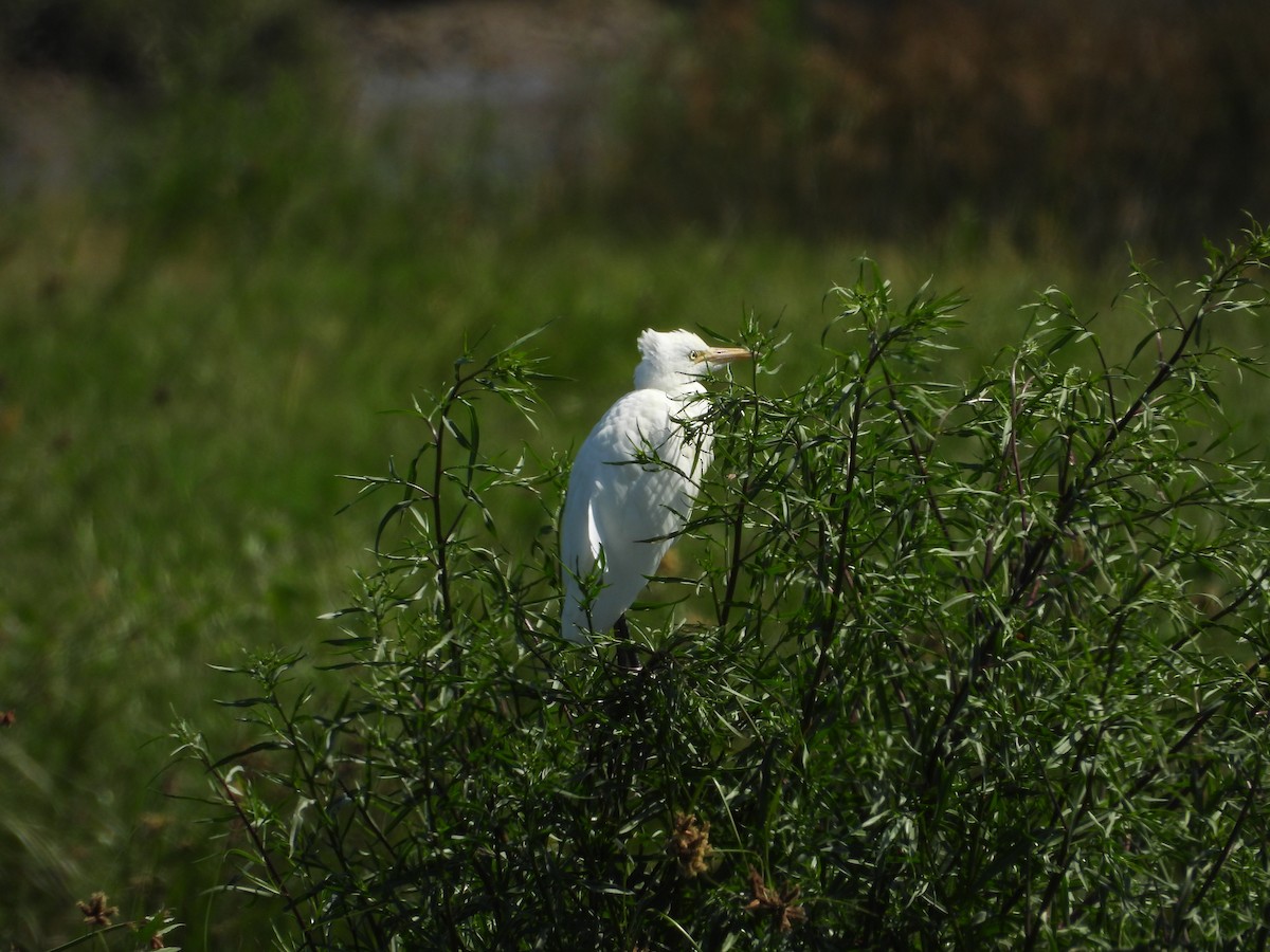 Western Cattle-Egret - ML639978280