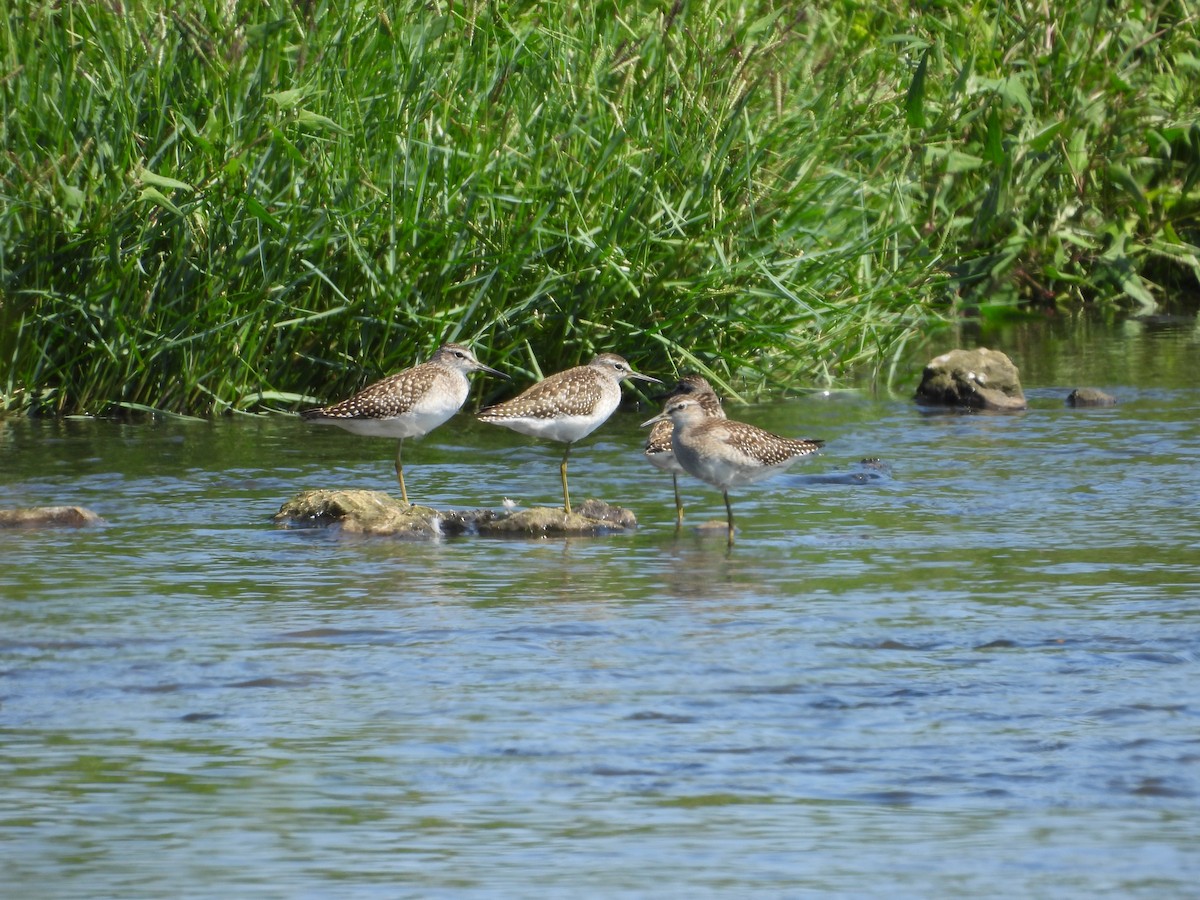 Wood Sandpiper - ML639978283