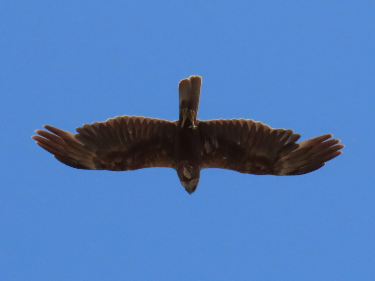 Western Marsh Harrier - ML639978310