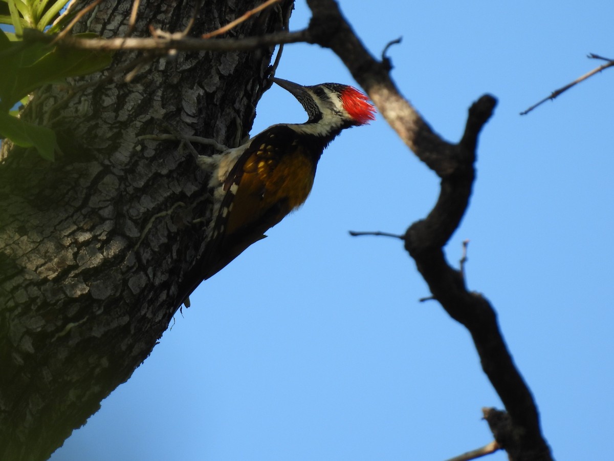 Black-rumped Flameback - ML639978372