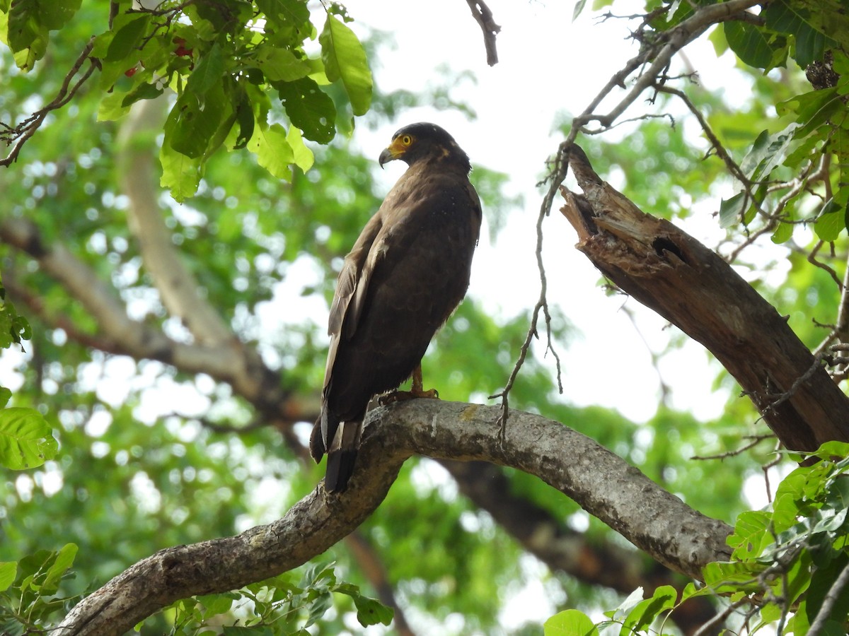 Crested Serpent-Eagle - ML639978375