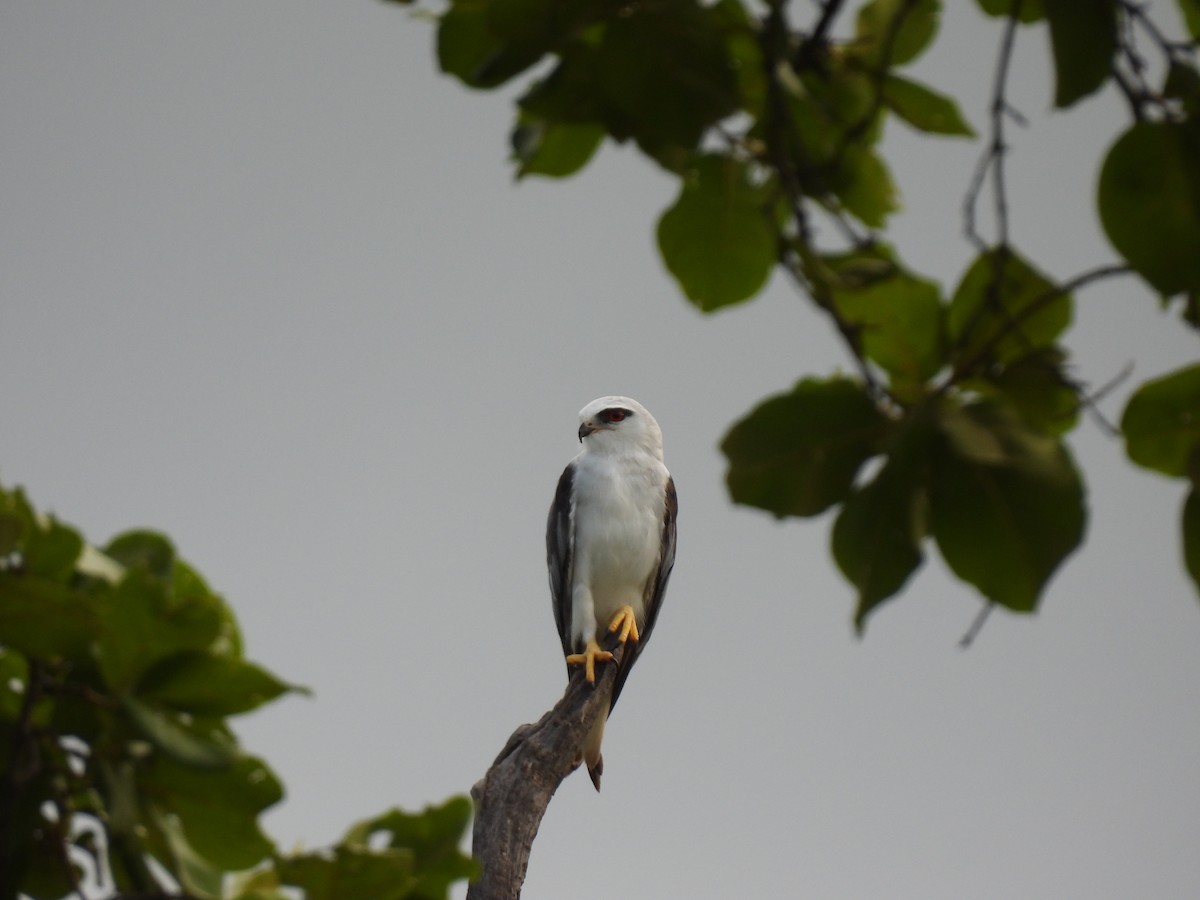 Black-winged Kite - ML639978377
