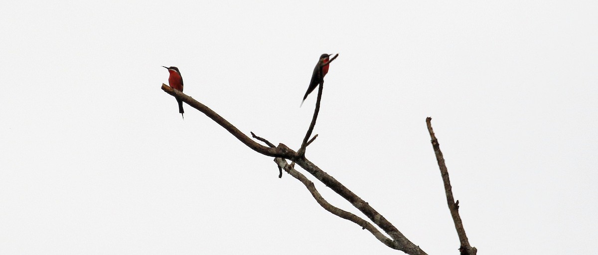 Rosy Bee-eater - ML639978525