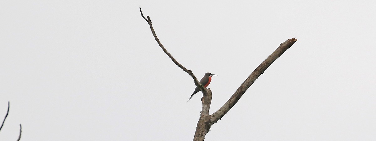 Rosy Bee-eater - ML639978526