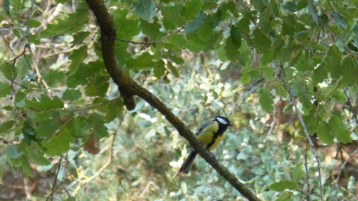 Great Tit - ML639978552