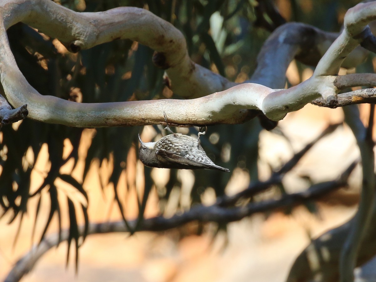 White-throated Treecreeper - ML639978641