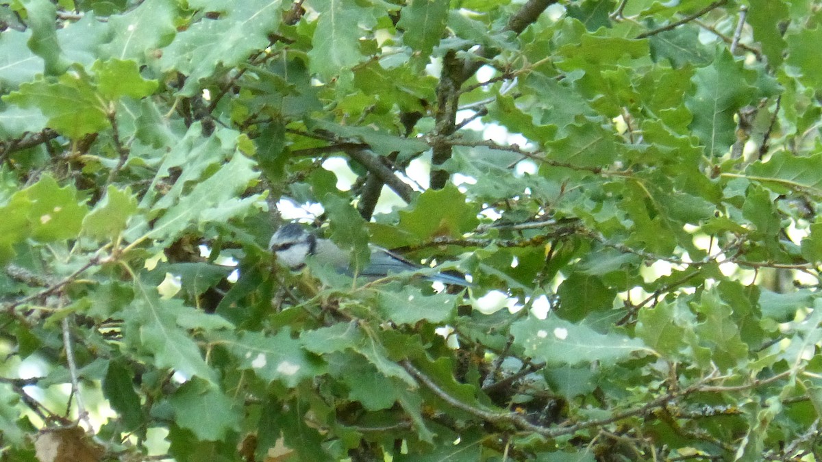 Eurasian Blue Tit - ML639978673