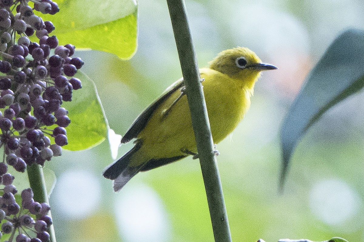 Molukkenbrillenvogel - ML639978684