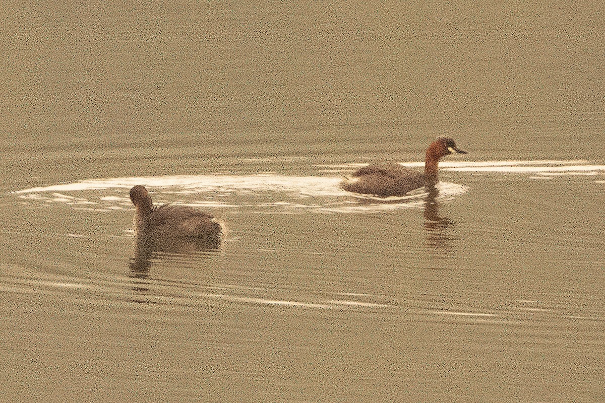 Zwergtaucher - ML639978693