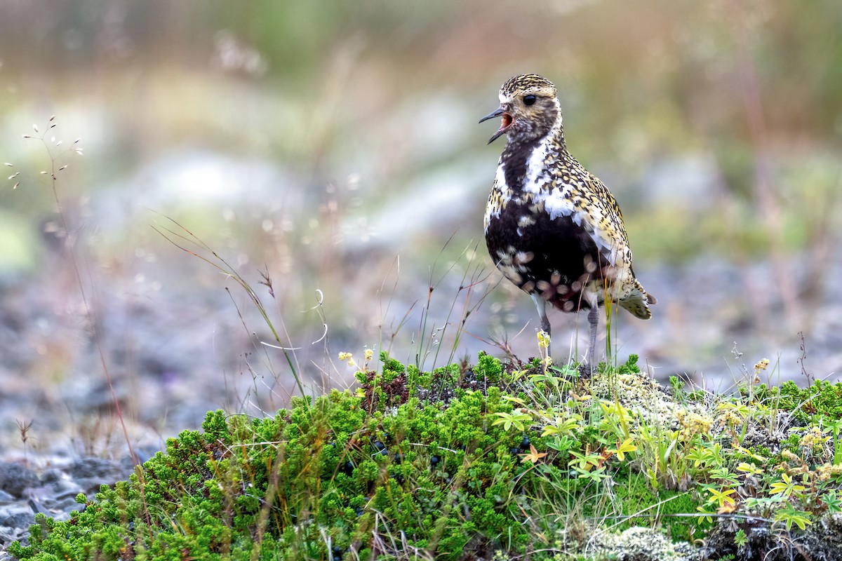 European Golden-Plover - ML639978710
