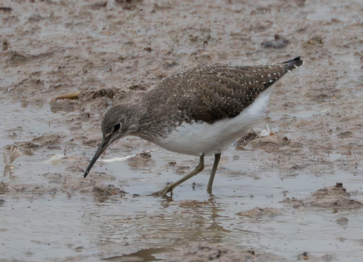 Green Sandpiper - ML639978751