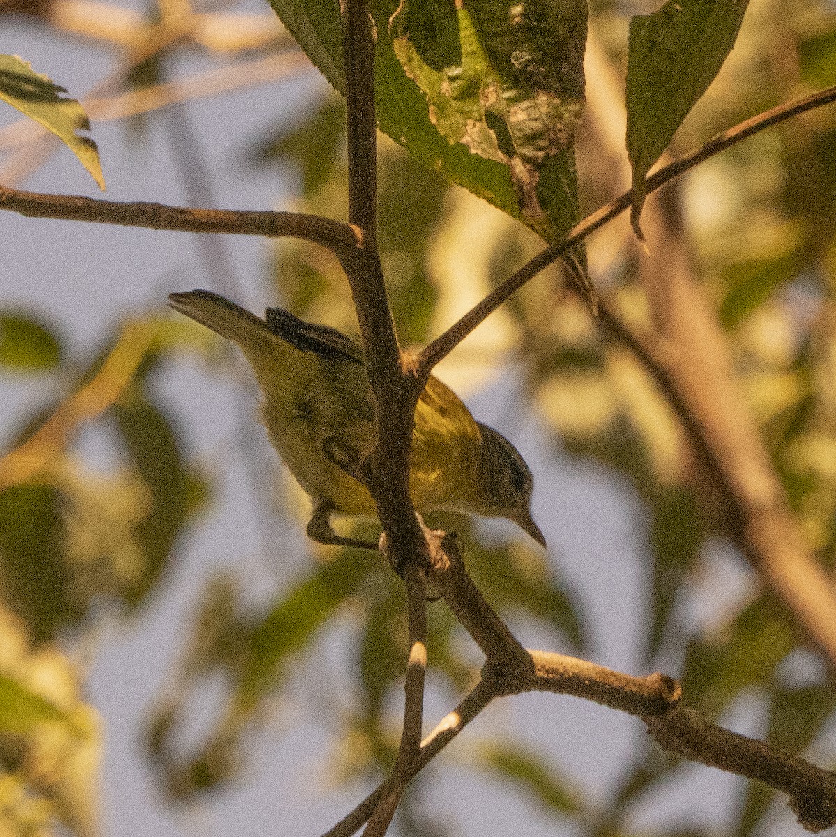 Goldbrustgerygone - ML639978778