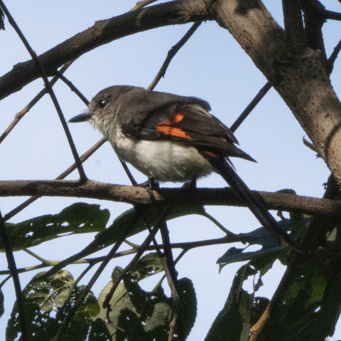 Floresmennigvogel - ML639978782