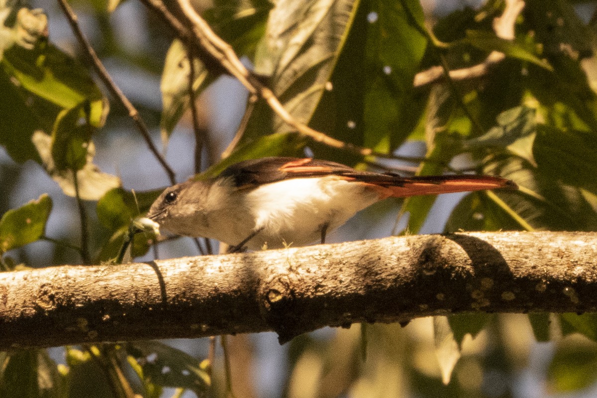 Floresmennigvogel - ML639978783