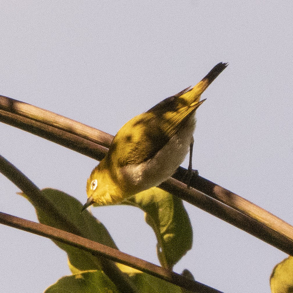 Zitronenbrillenvogel - ML639978807