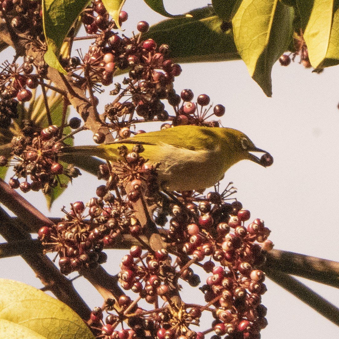 Zitronenbrillenvogel - ML639978808