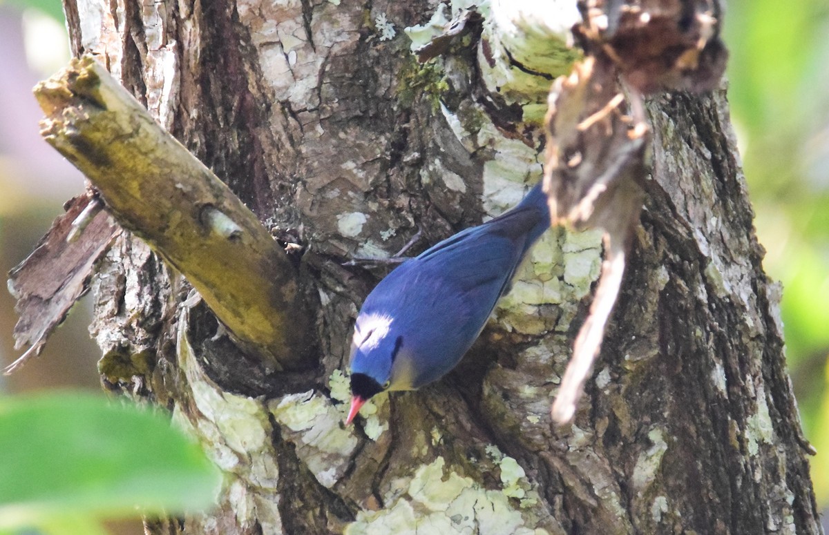 Velvet-fronted Nuthatch - ML639978838