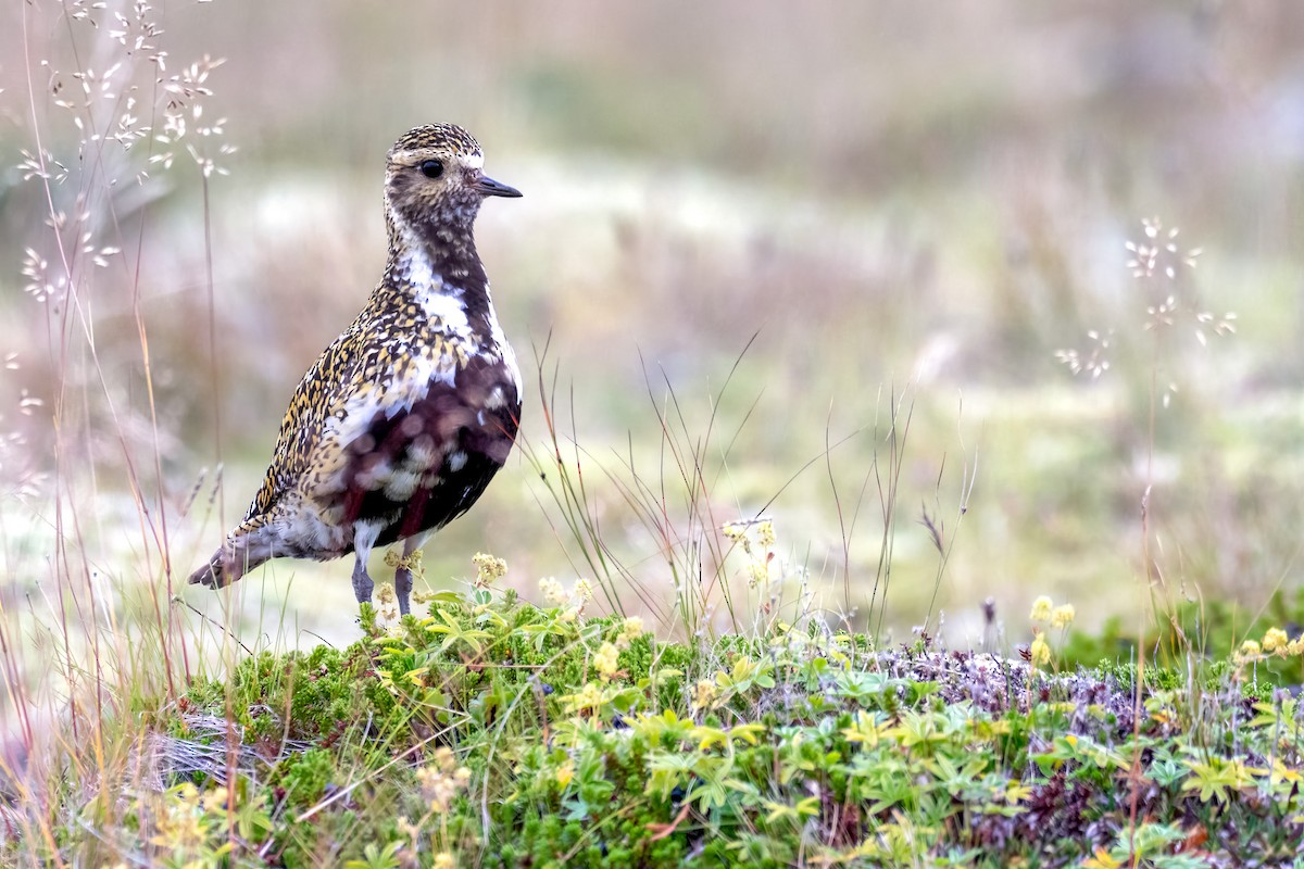 European Golden-Plover - ML639978911