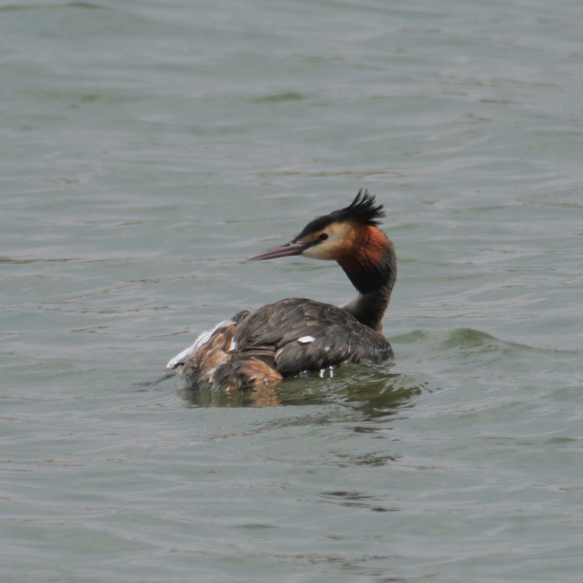 Great Crested Grebe - ML639978919