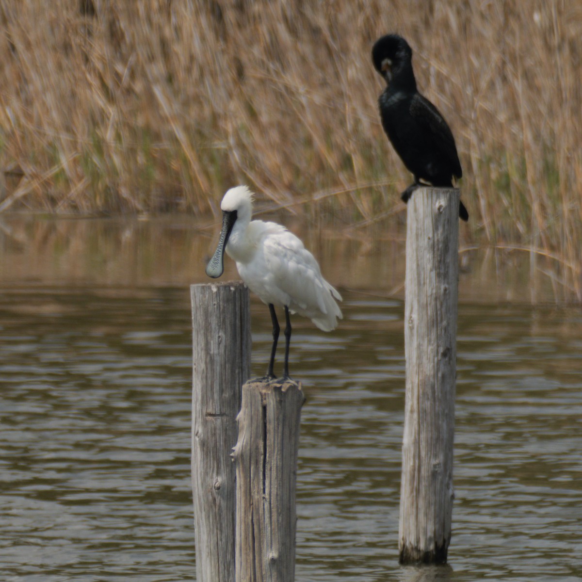 Black-faced Spoonbill - ML639978923