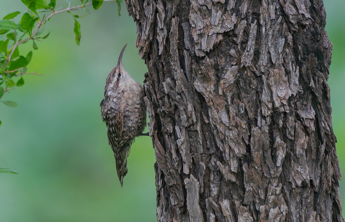 Indian Spotted Creeper - ML639978929