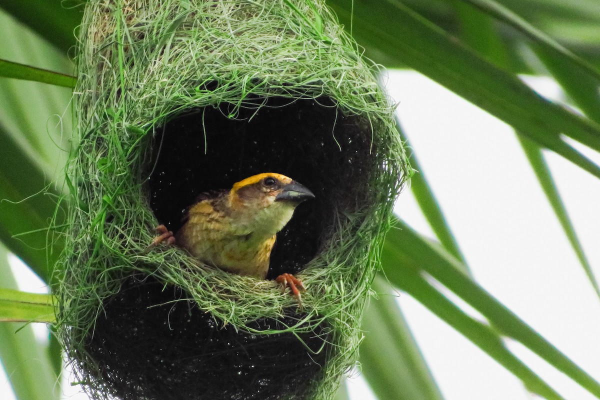 Baya Weaver - ML639978941