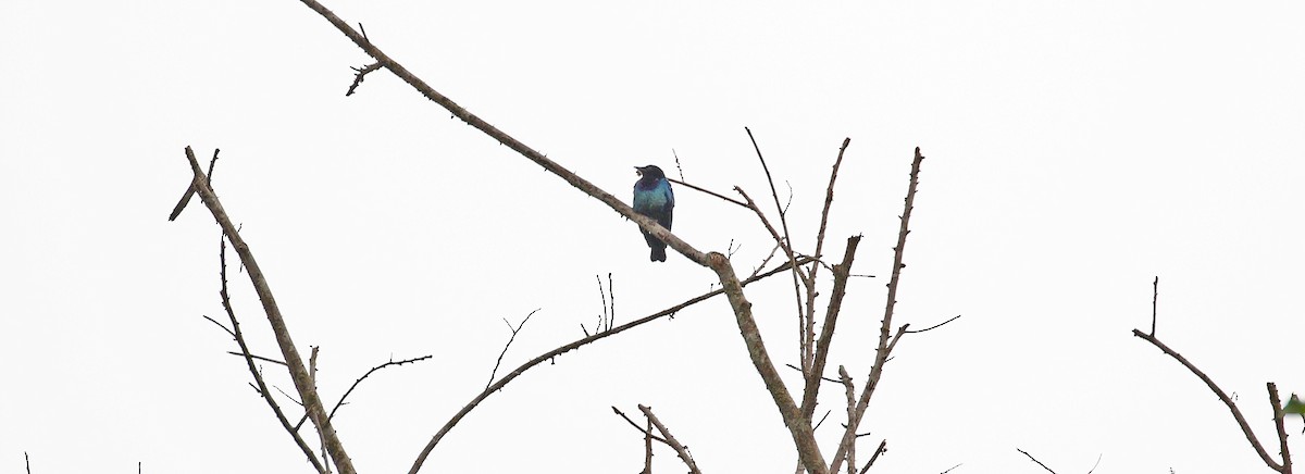 Purple-headed Starling - ML639978945