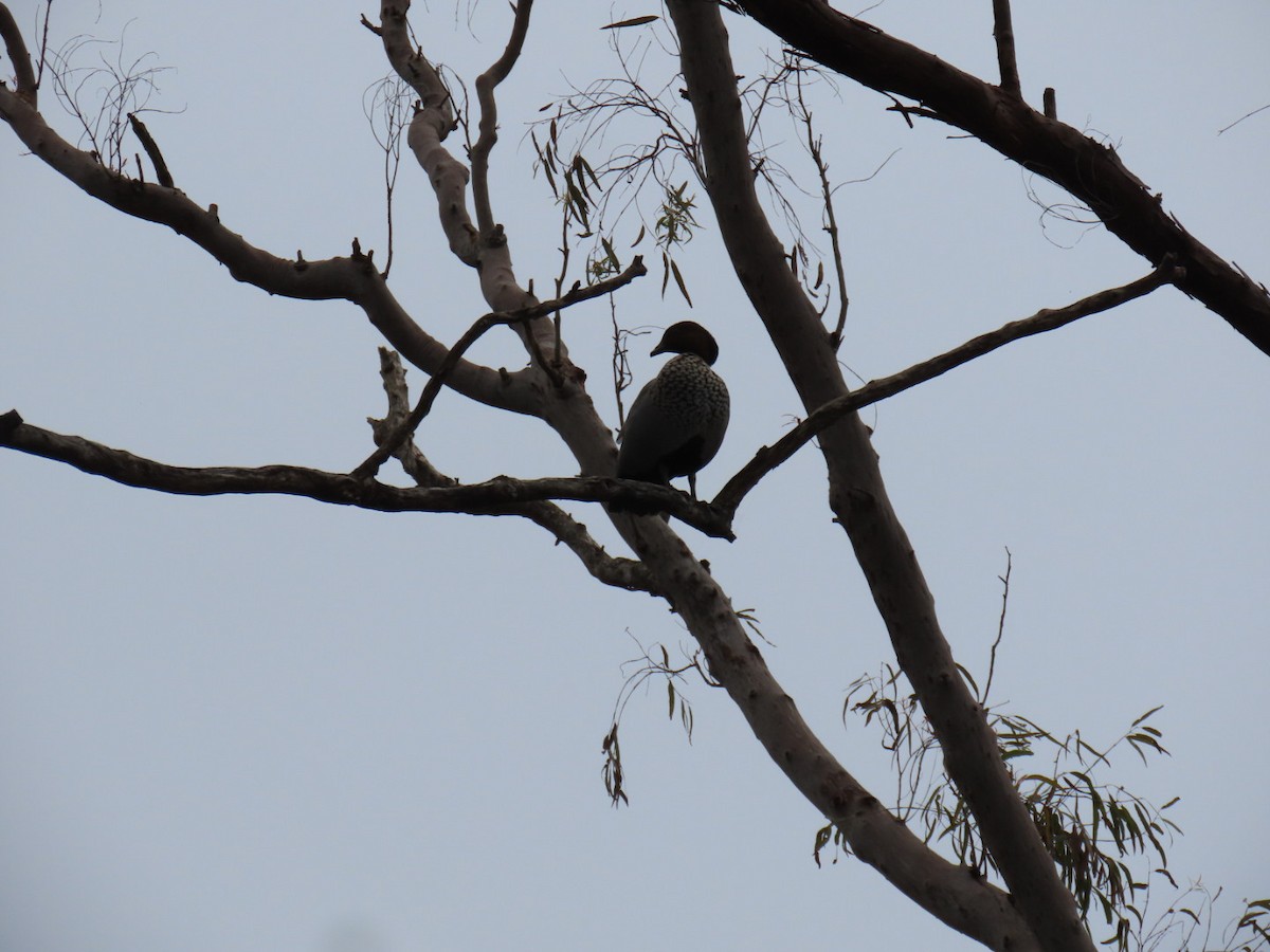 kachnička hřívnatá - ML639978946