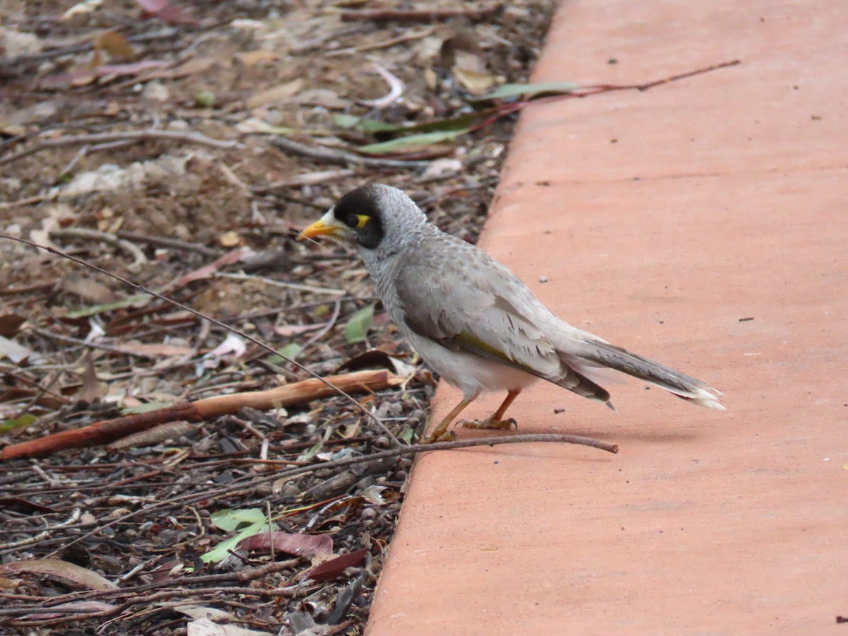 medosavka hlučná - ML639978948