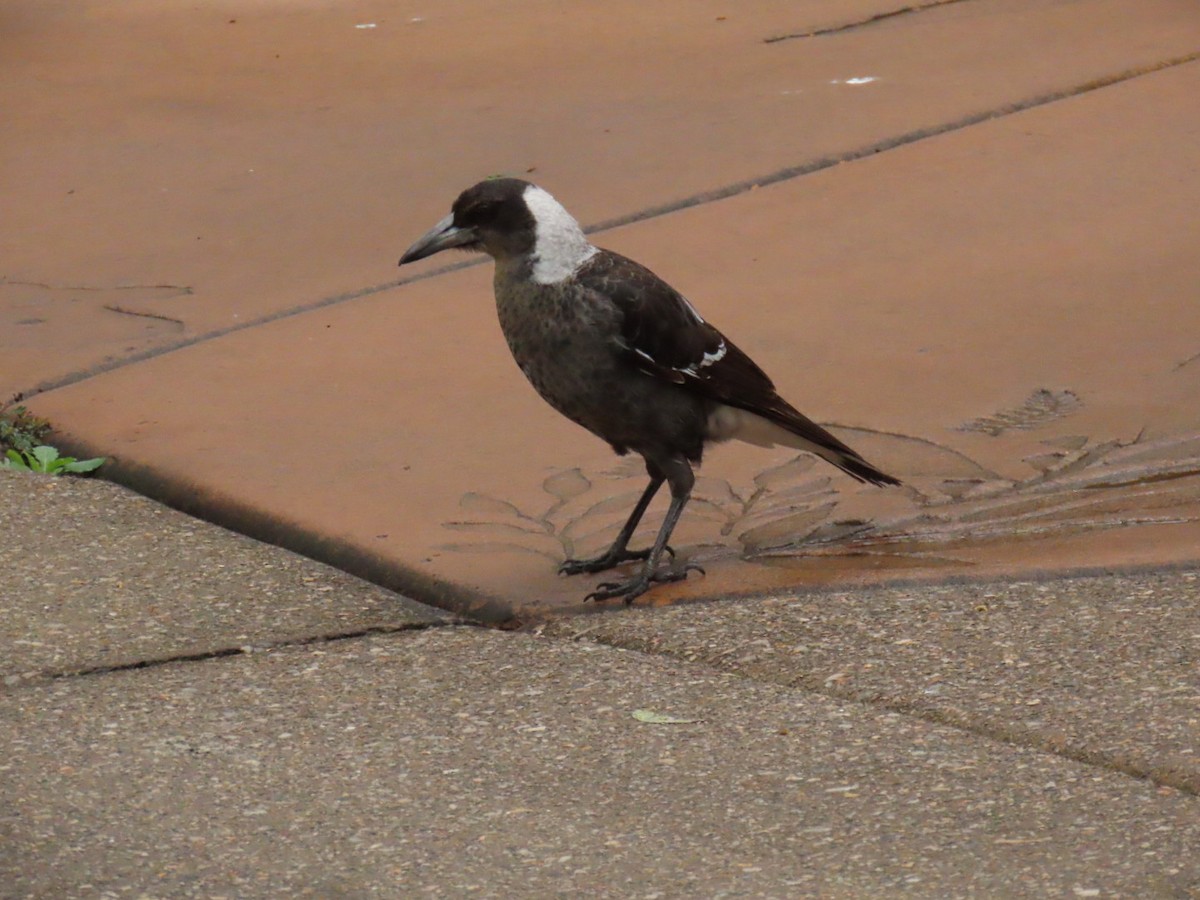 flétňák australský - ML639978950