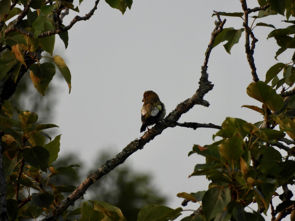 Evening Grosbeak - ML639979046