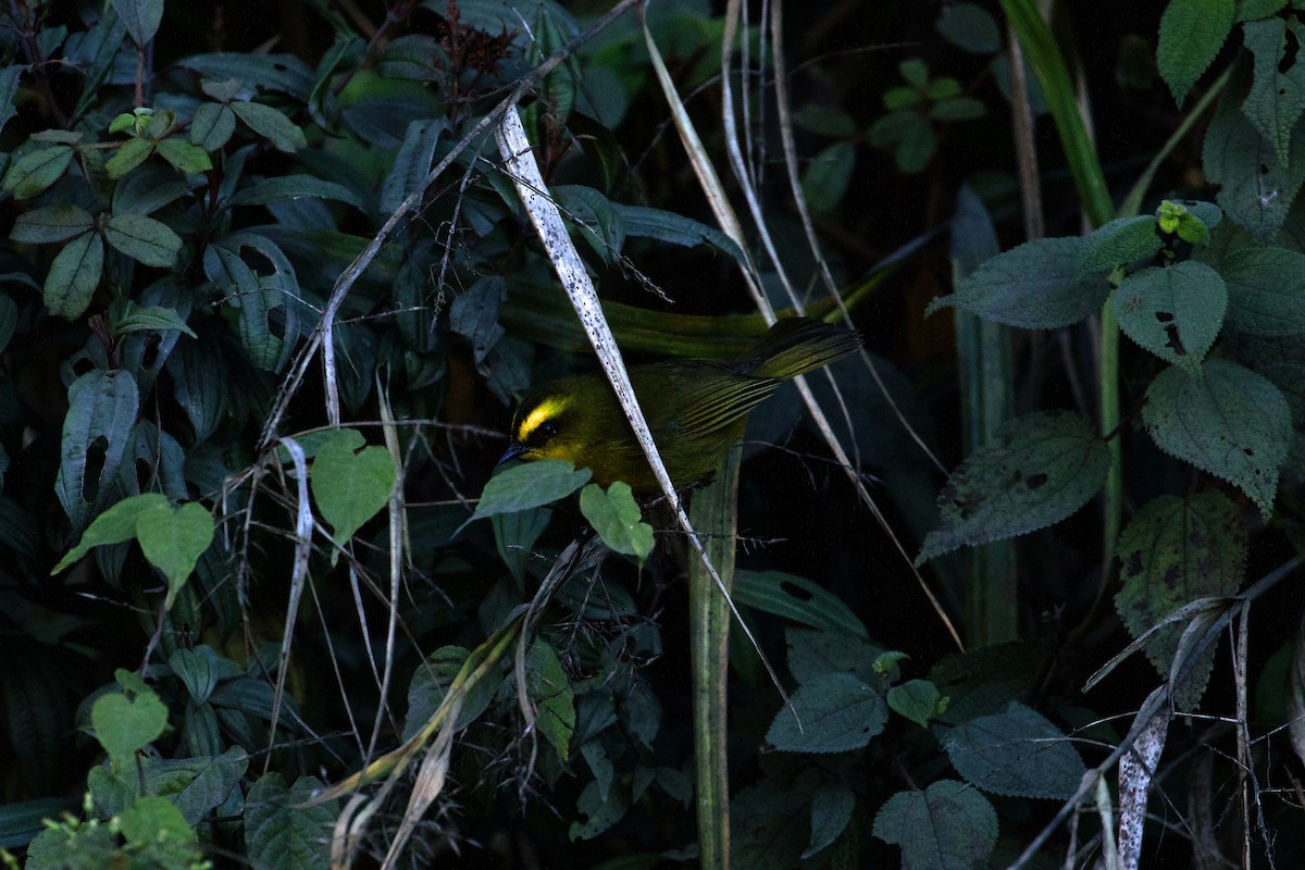 レモンアメリカムシクイ（striaticeps） - ML639979078