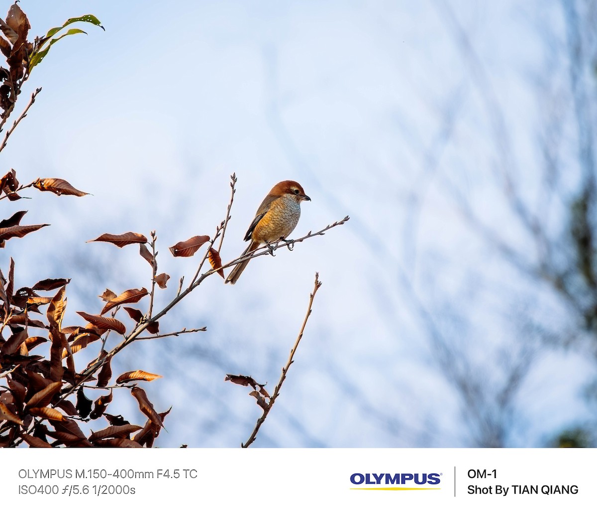 Bull-headed Shrike - ML639979088