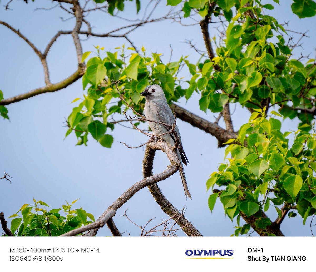 Ashy Drongo - ML639979107