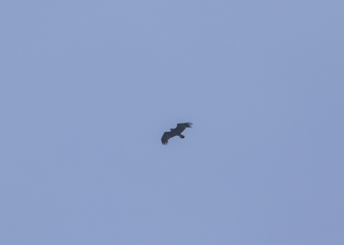 Greater Spotted Eagle - ML639979144