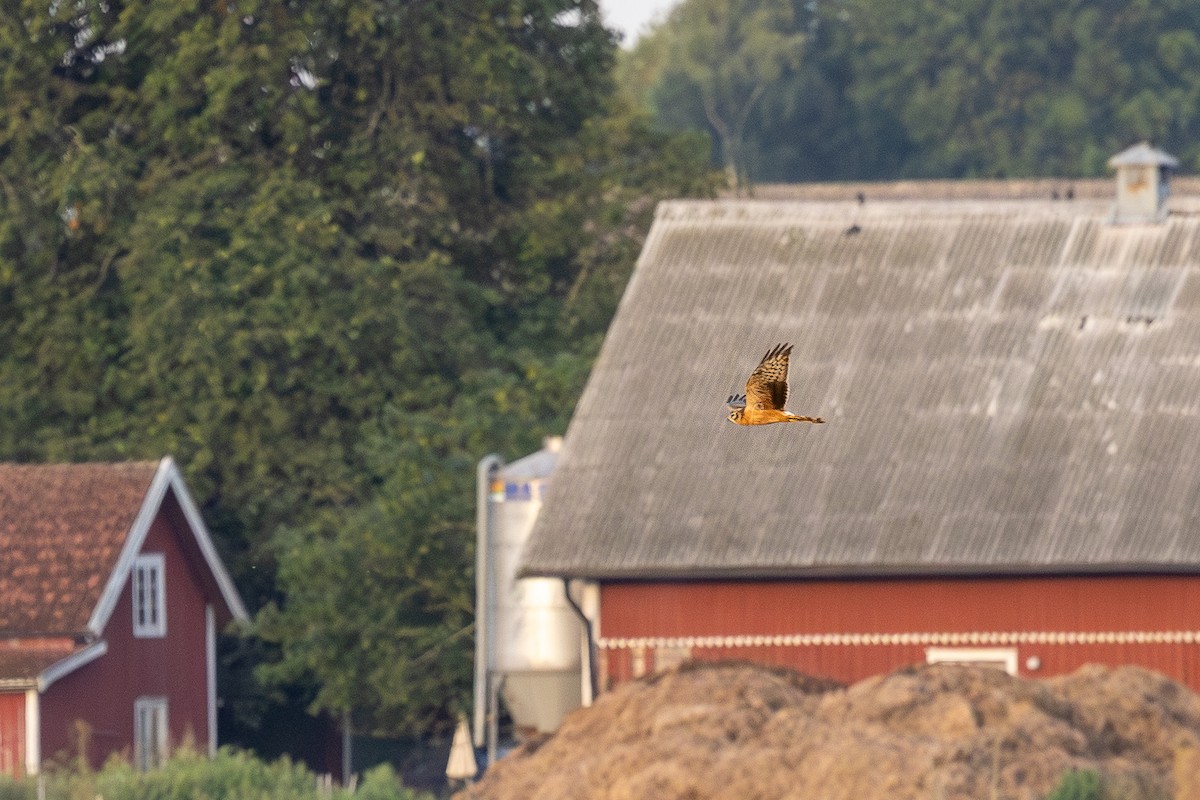 Montagu's Harrier - ML639979148