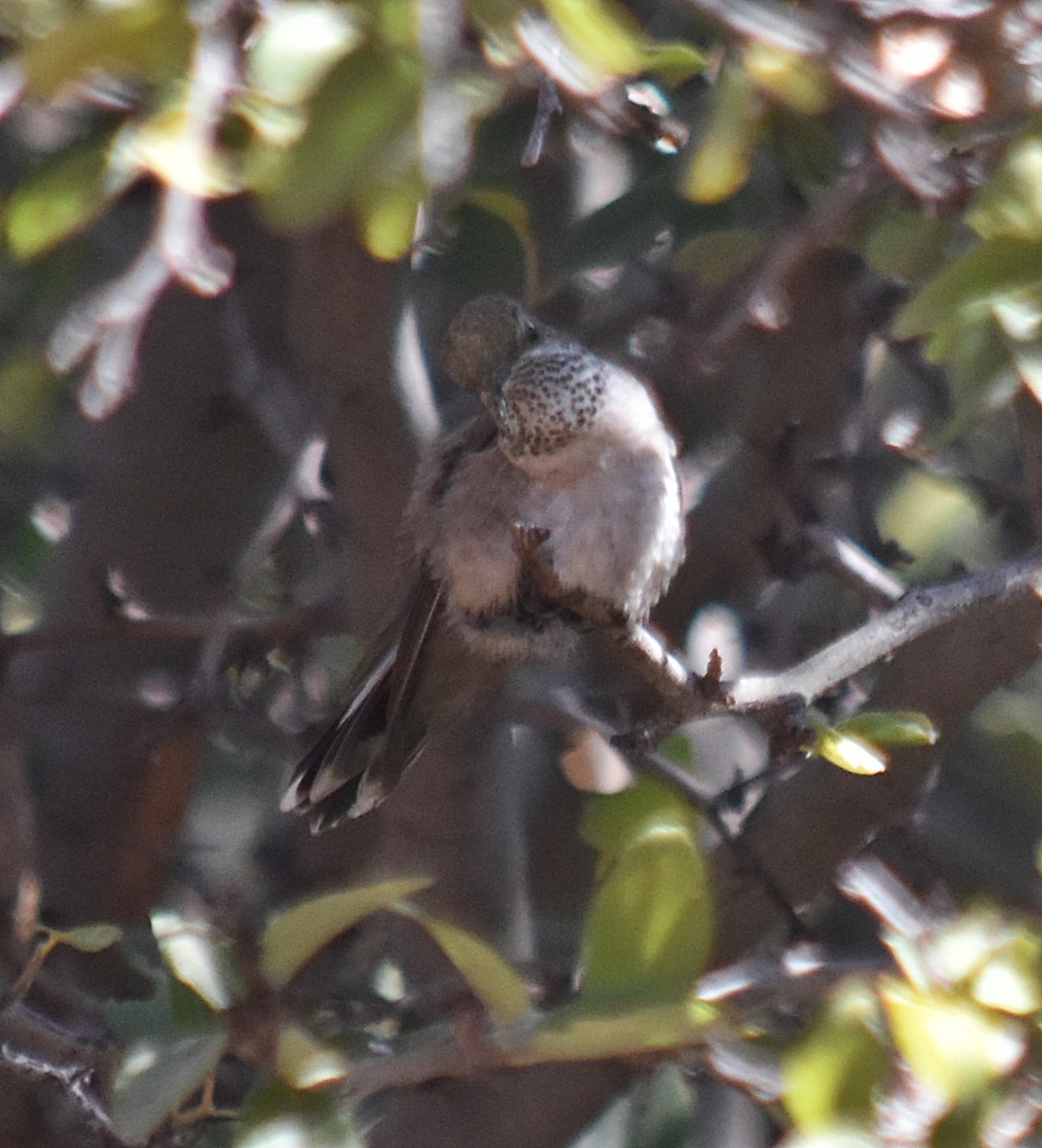 White-sided Hillstar - ML639979184