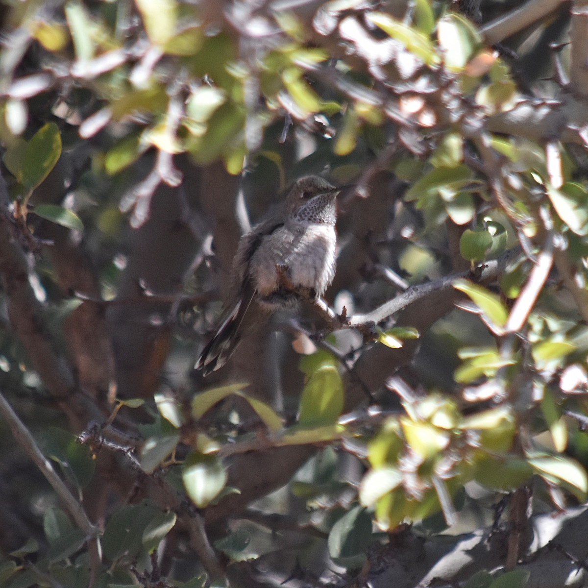 White-sided Hillstar - ML639979185