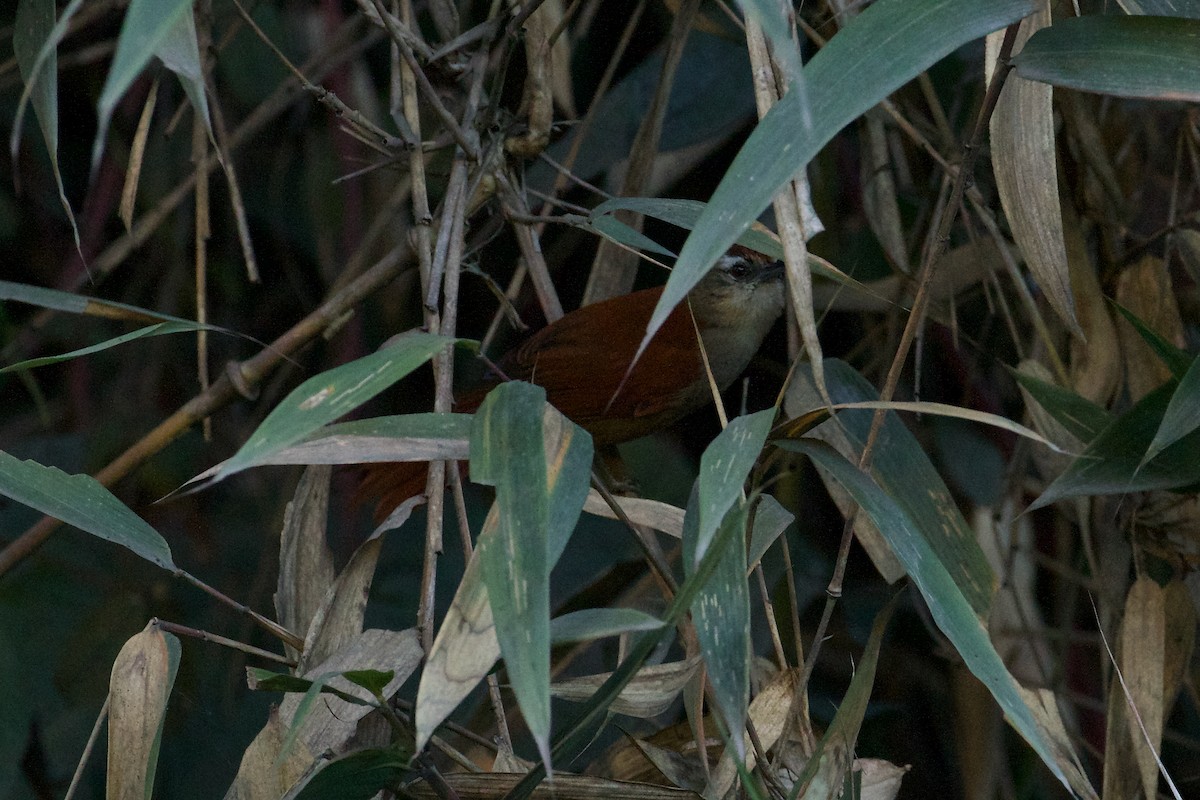 Marcapata Spinetail (Rufous-crowned) - ML639979362