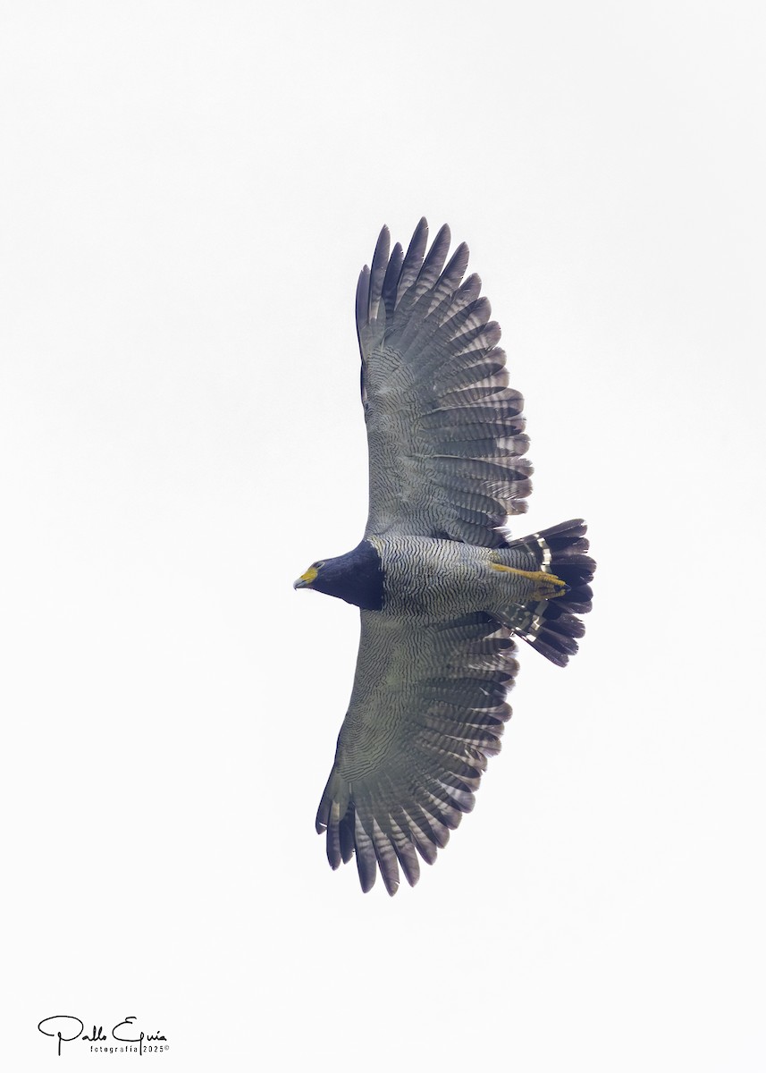 Barred Hawk - ML639979446