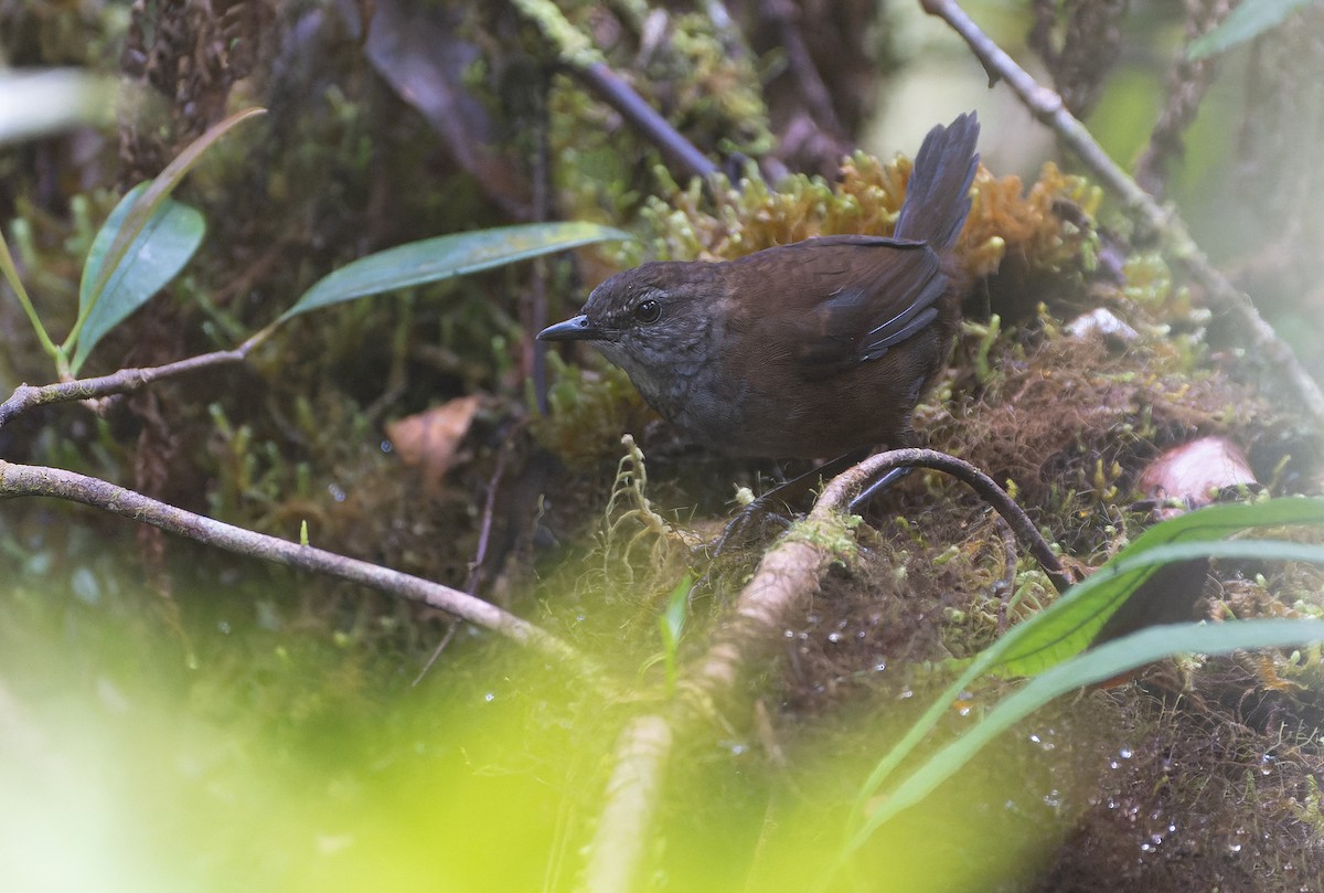 Taliabu Bush Warbler - ML639979451