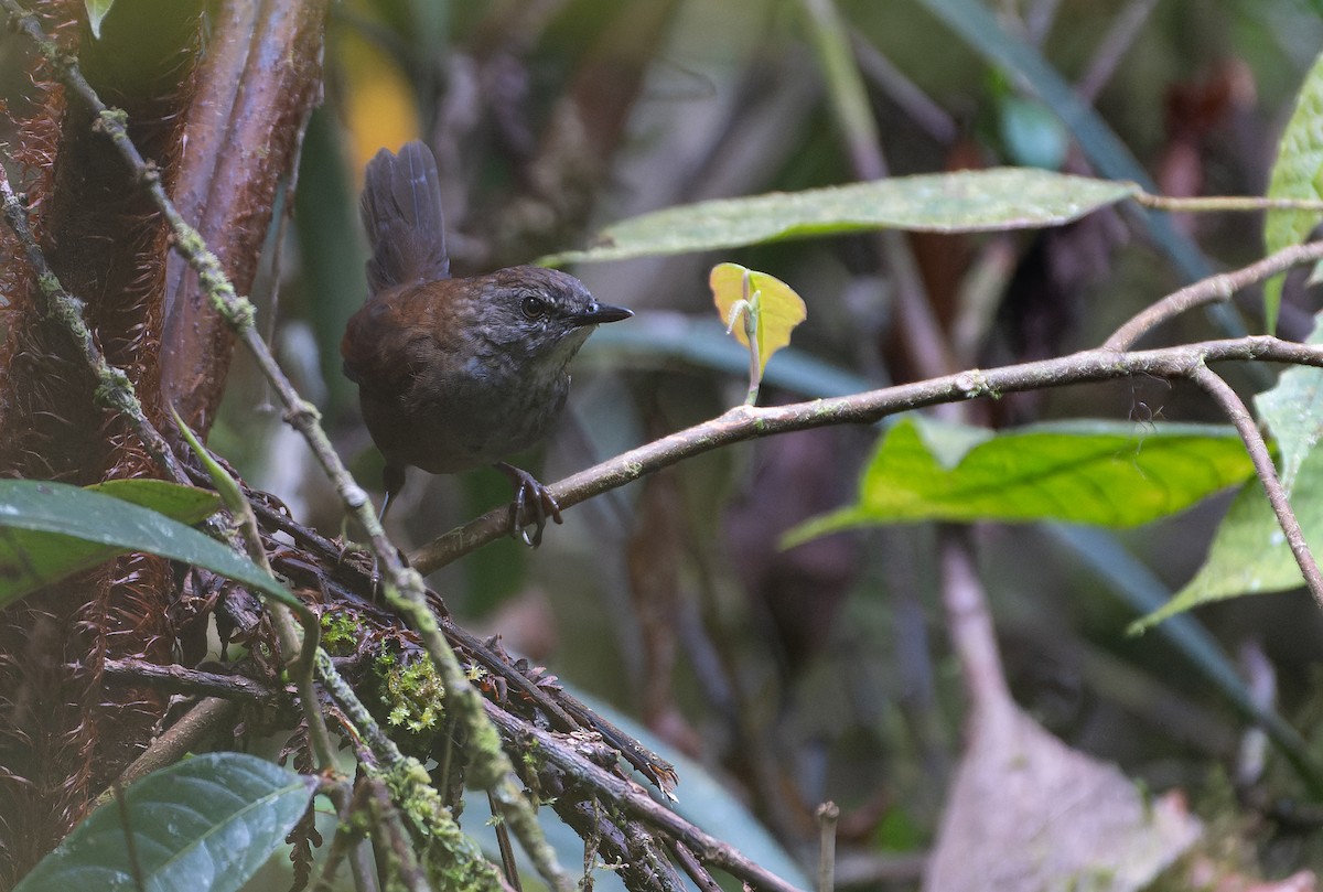 Taliabu Bush Warbler - ML639979452