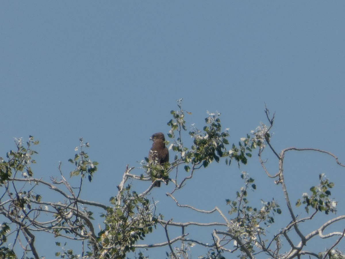 orlík krátkoprstý - ML639979474