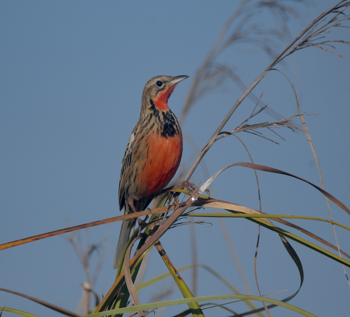 Rosy-throated Longclaw - ML639979475
