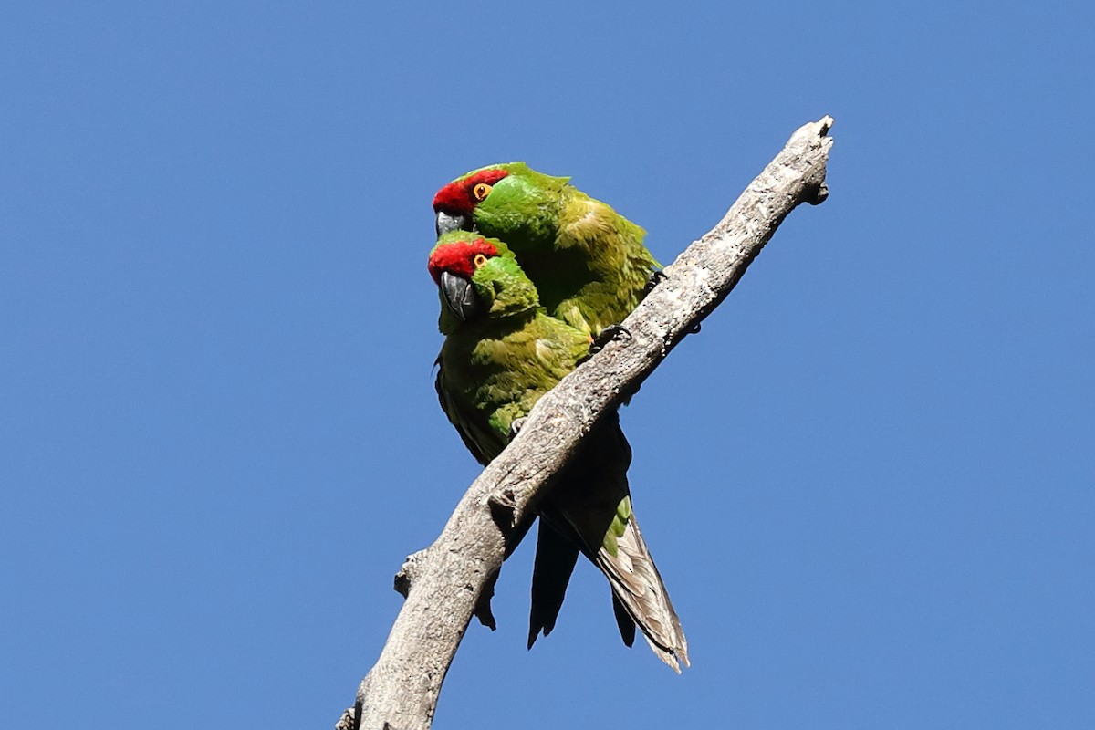 Thick-billed Parrot - ML639979480